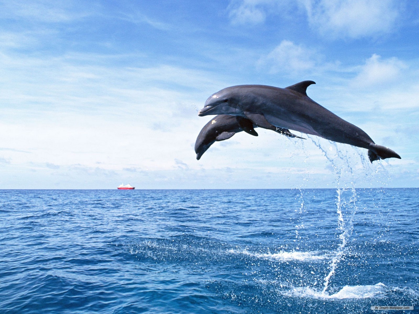 HD Wallpaper Dolphin