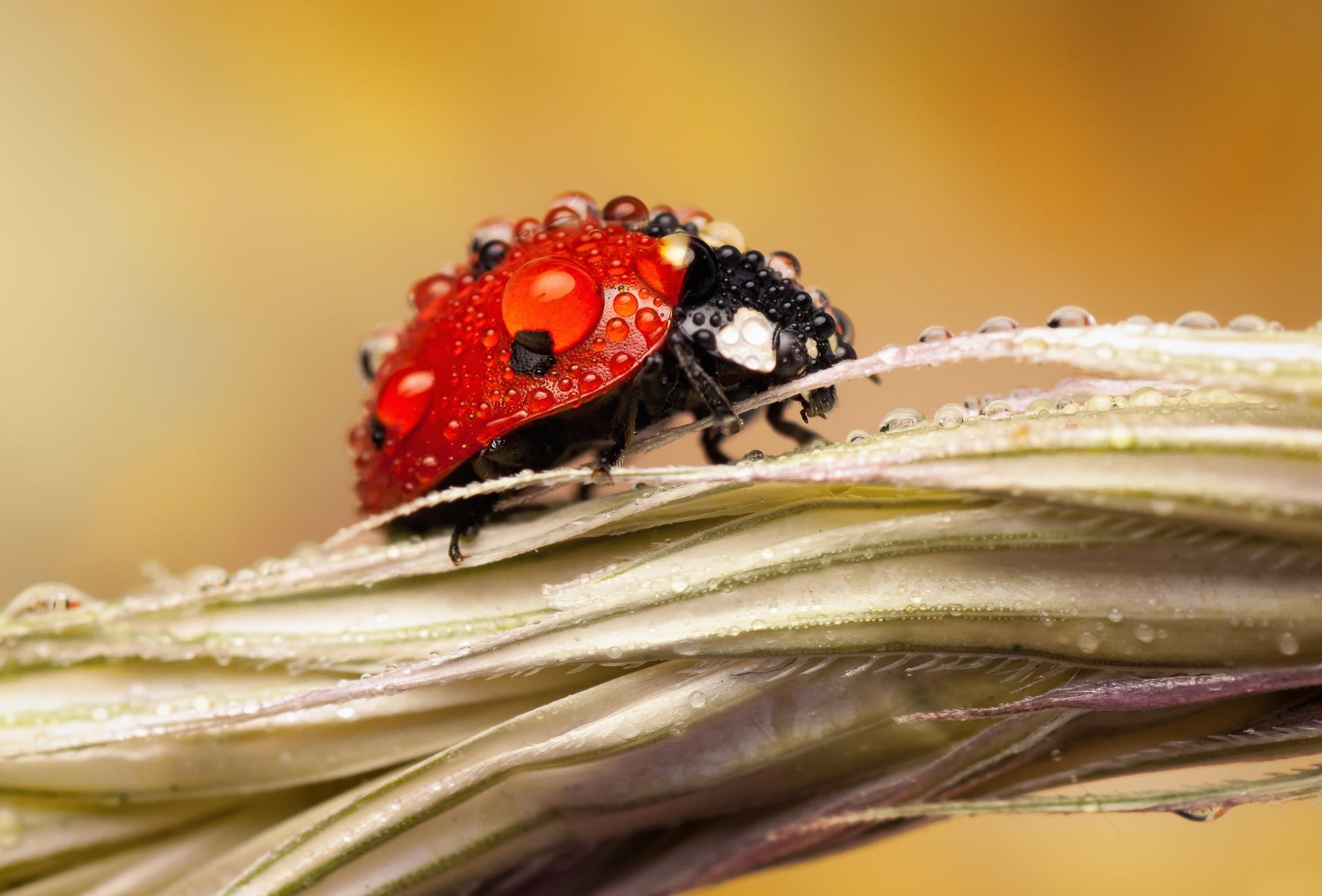 Wallpaper Macro Insect Ladybug Dew Drops Ear Of Corn