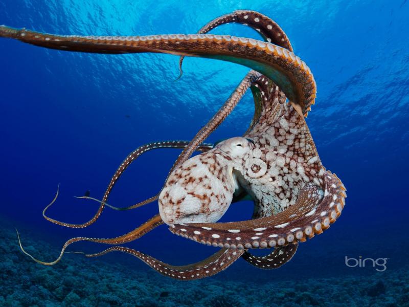 Bing Hawaii Ocean Octopuses Underwater Wallpaper