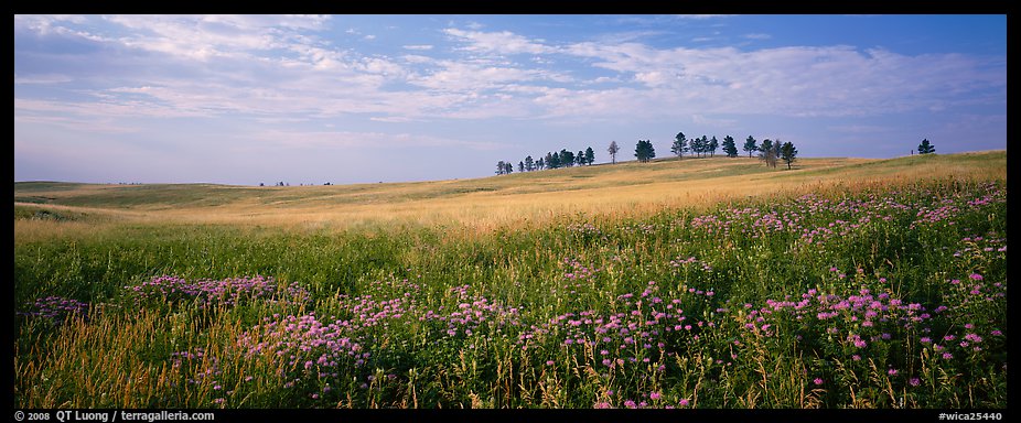 Prairie landscape with wildflowers and trees Wind Cave National Park 926x384