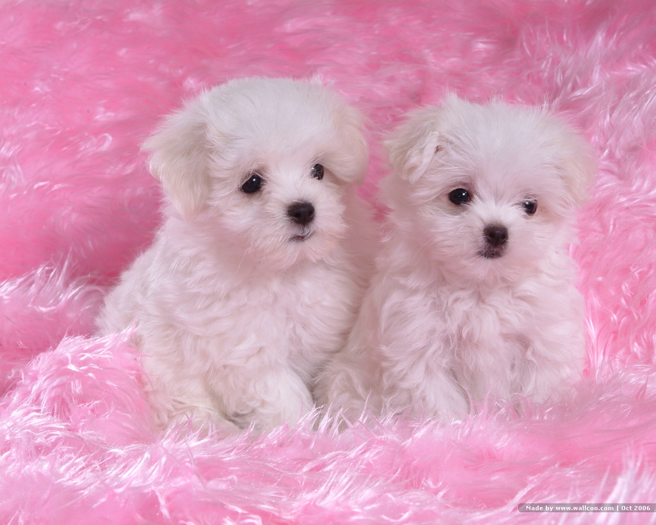 Maltese Puppies Vol No Desktop Wallpaper Wallcoo