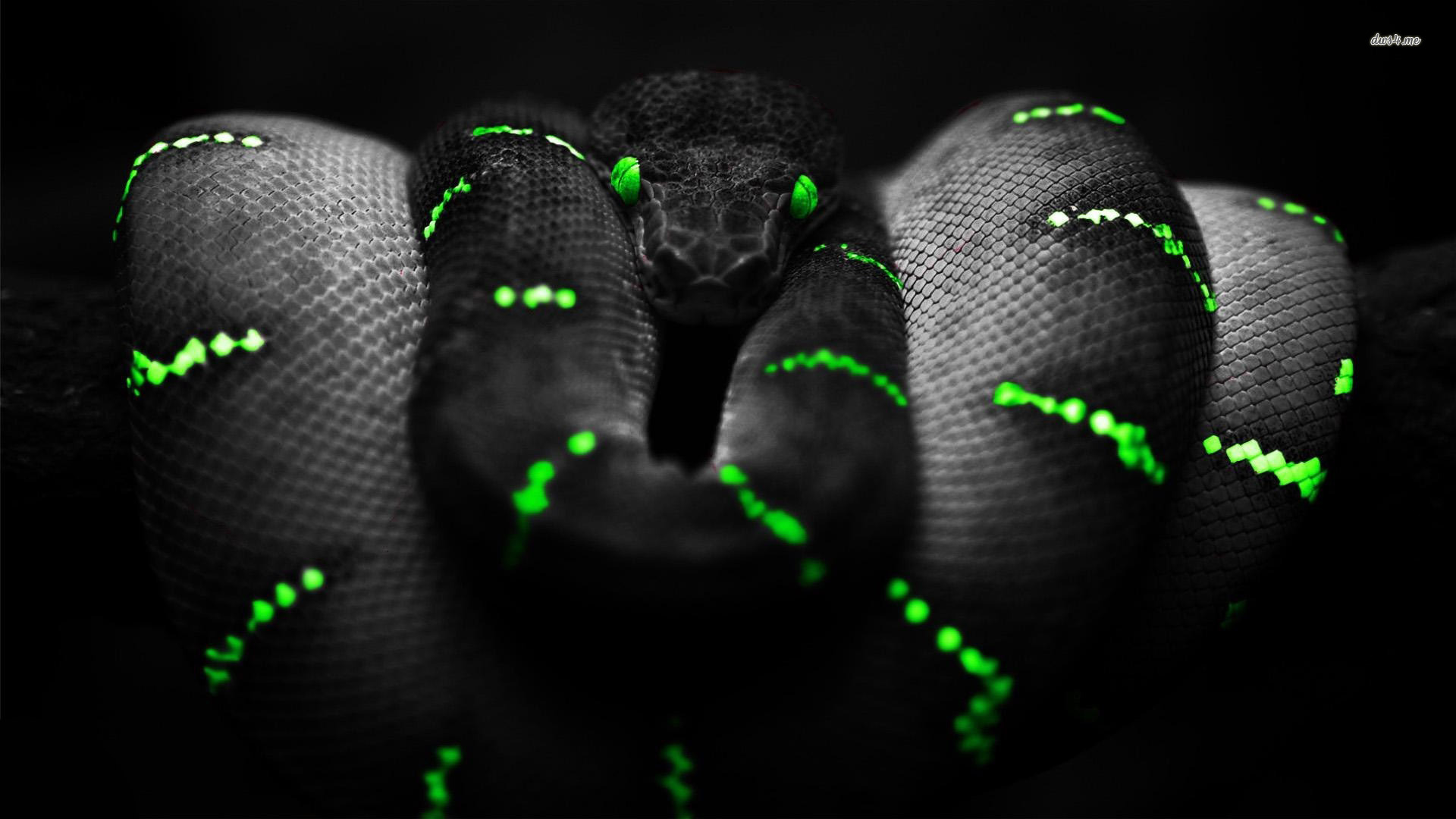 Black Snakes Pictures