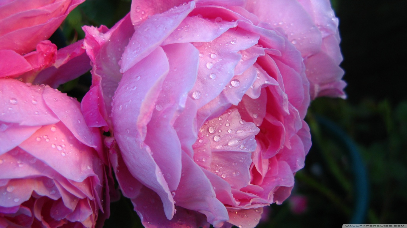 habrumalas Pink Rose With Water Drops Images
