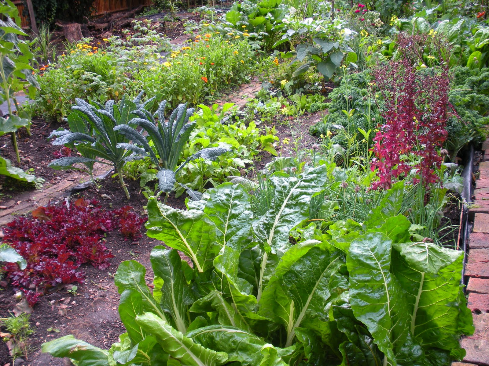 Vegetable Garden Wallpaper In The