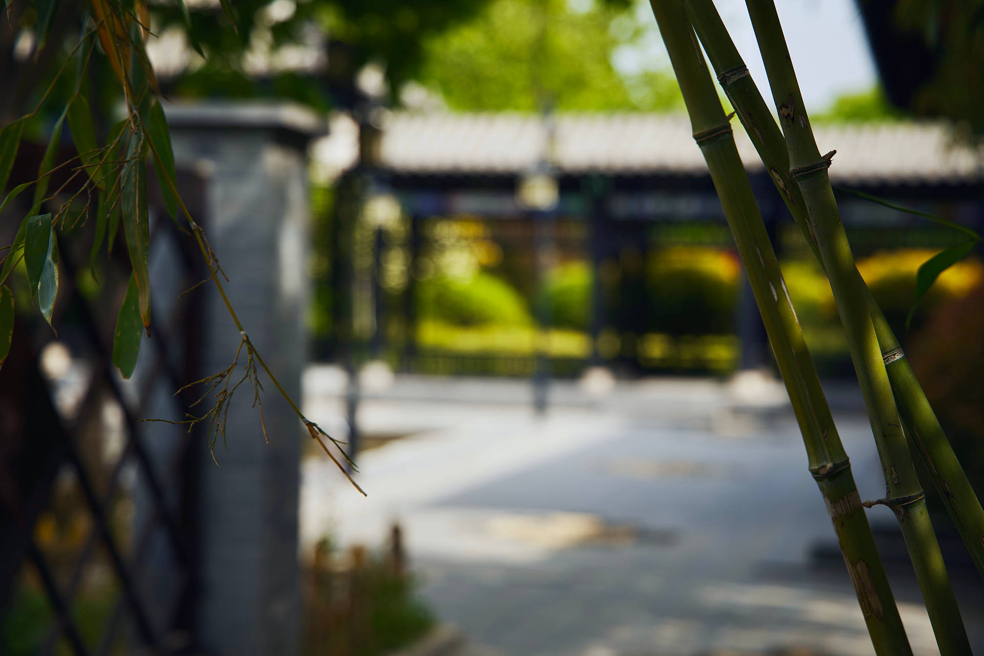 Top Bamboo HD Wallpaper Full 4k To Use