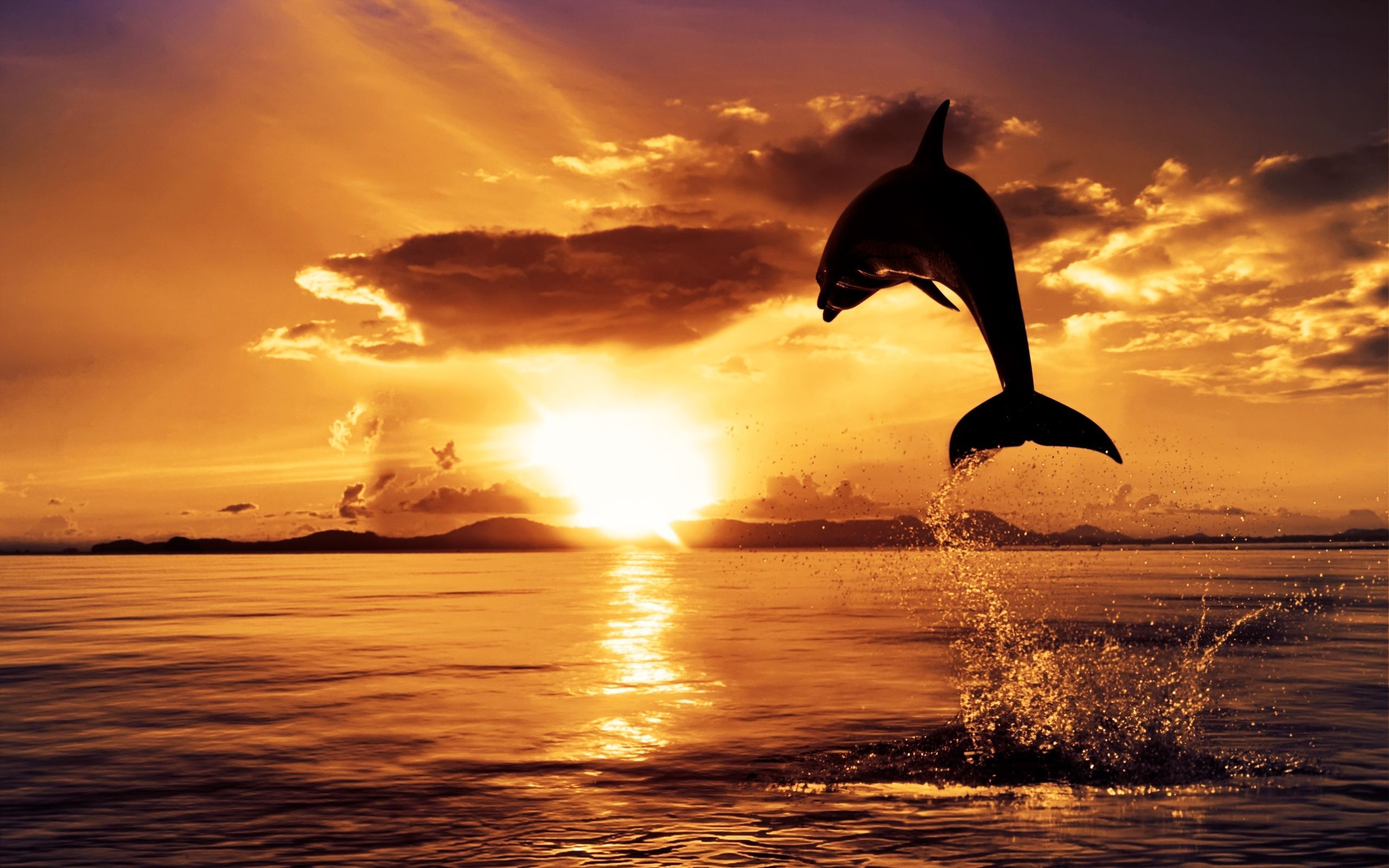 Dolphin Sunset HD Wallpaper Nature