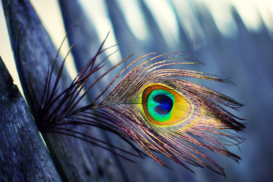 rainbow peacock feathers background