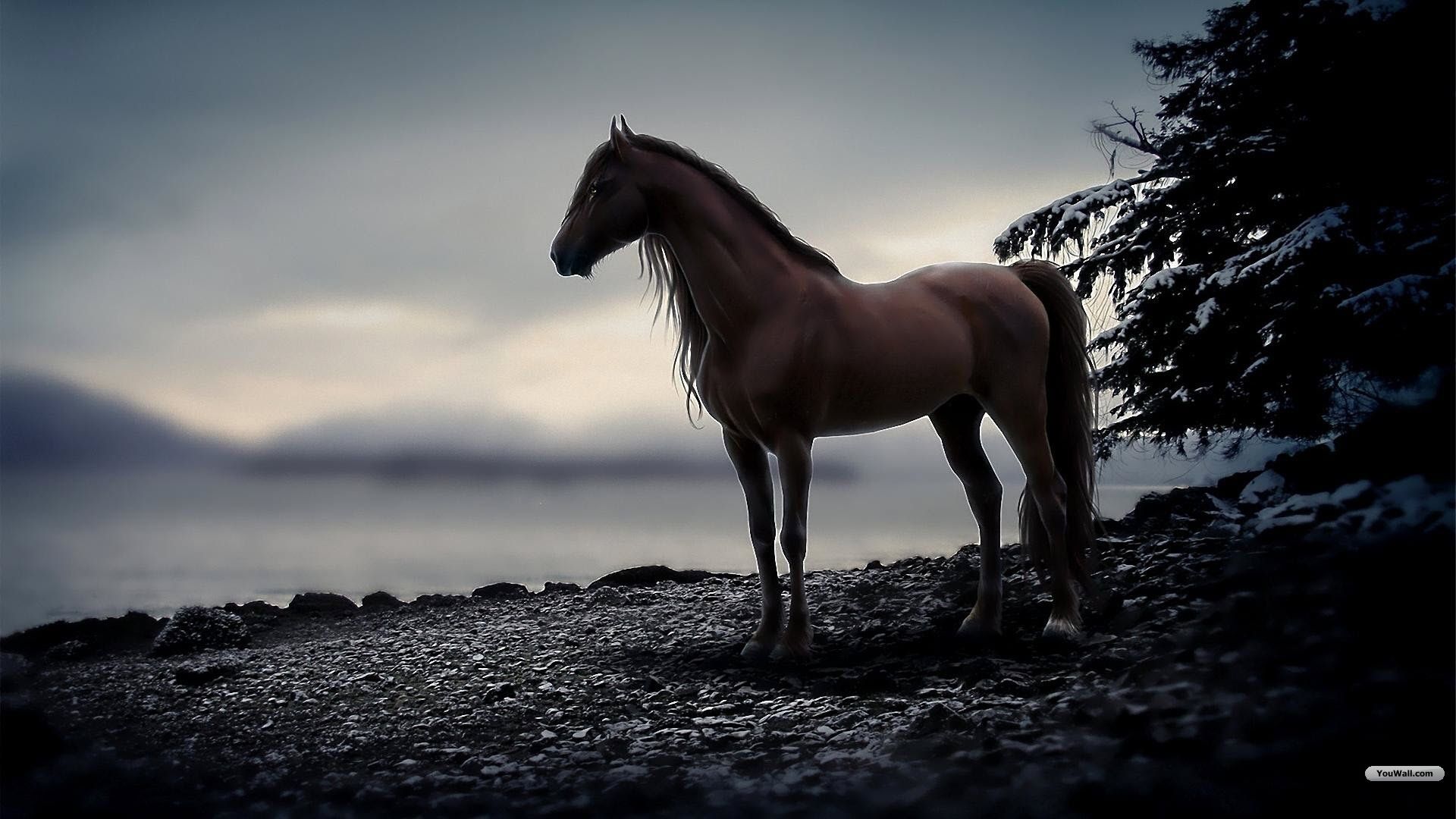 Horses Beautiful Pretty Wallpaper