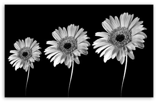 Gerbera Daisies Black And White HD wallpaper for Standard 43 54