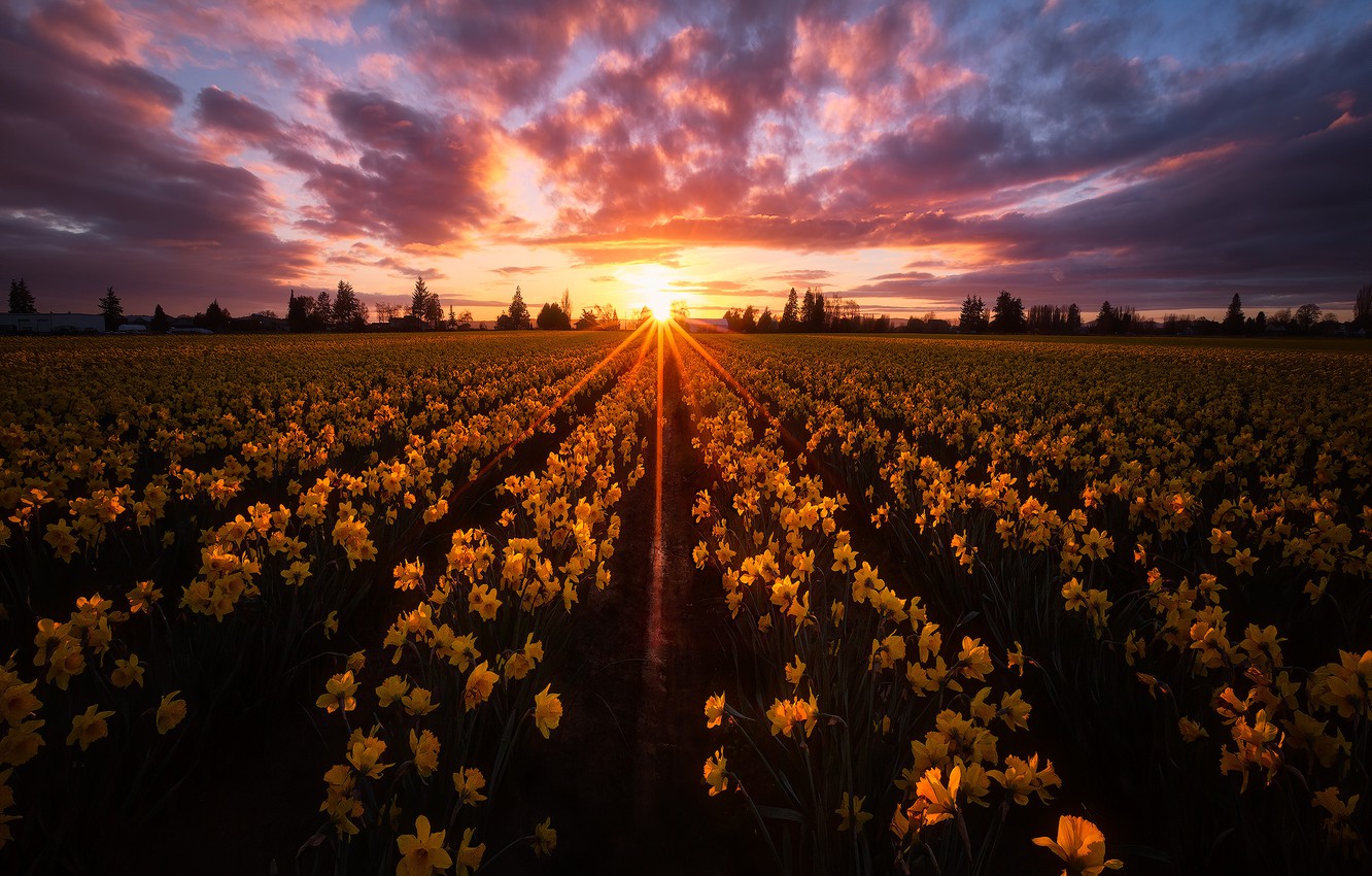 Wallpaper Field The Sky Sunset Flowers Yellow Daffodils