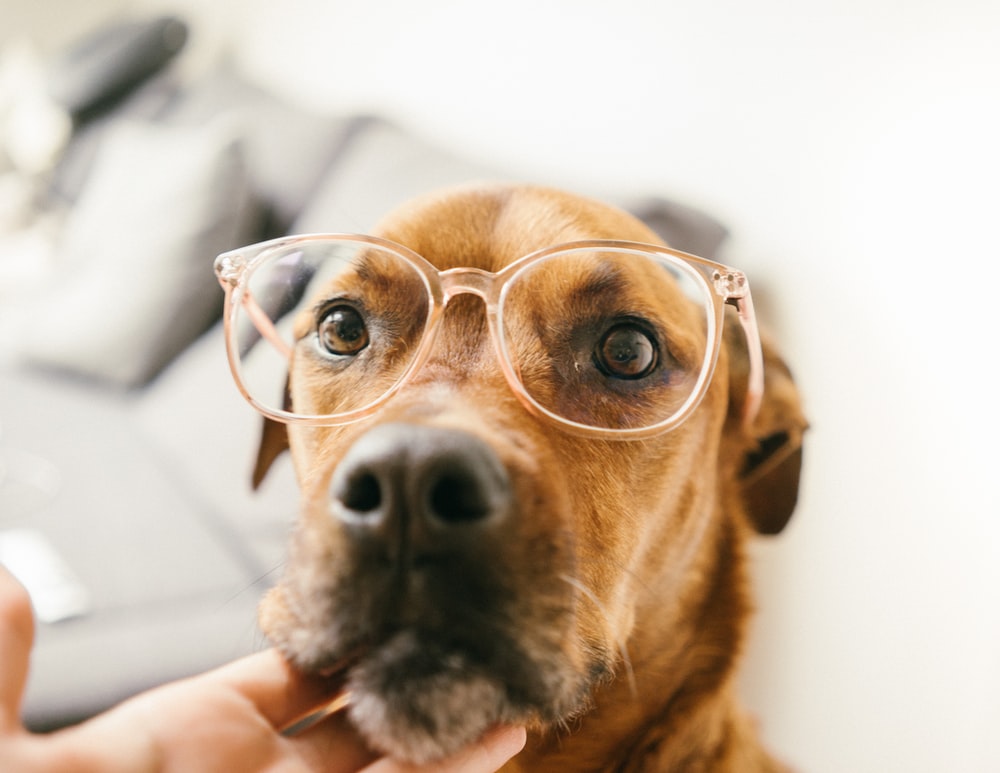 30k Dog Glasses Pictures Image
