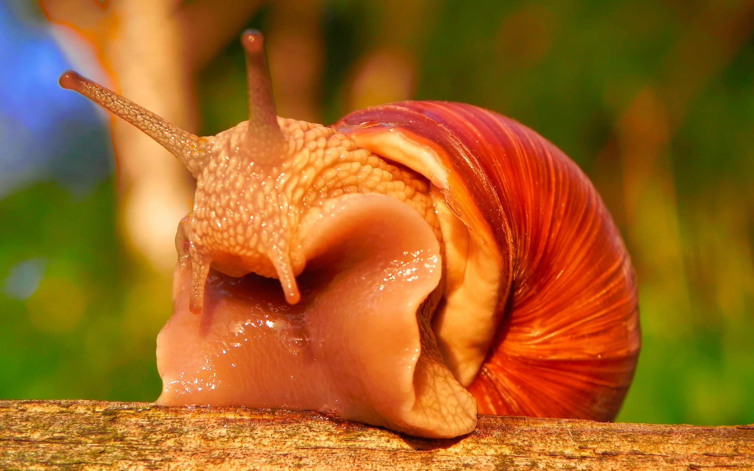 Snails Wallpaper HD
