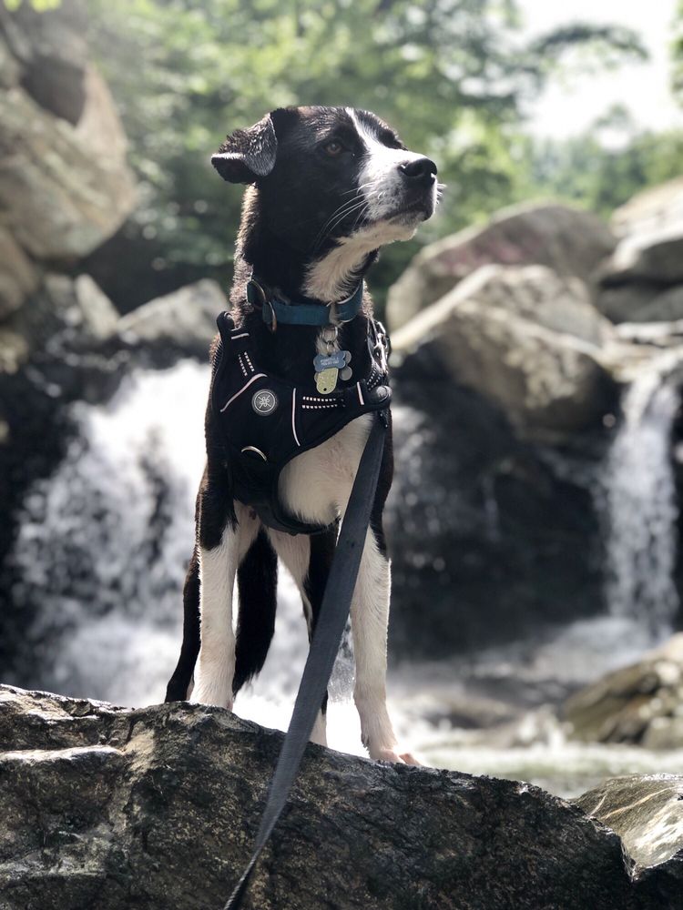Kiba with the waterfalls in the background   Yelp