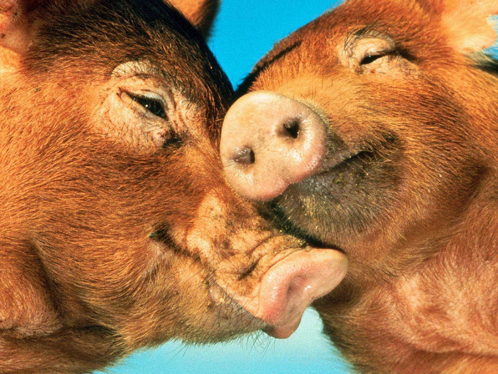 Pig Wallpaper