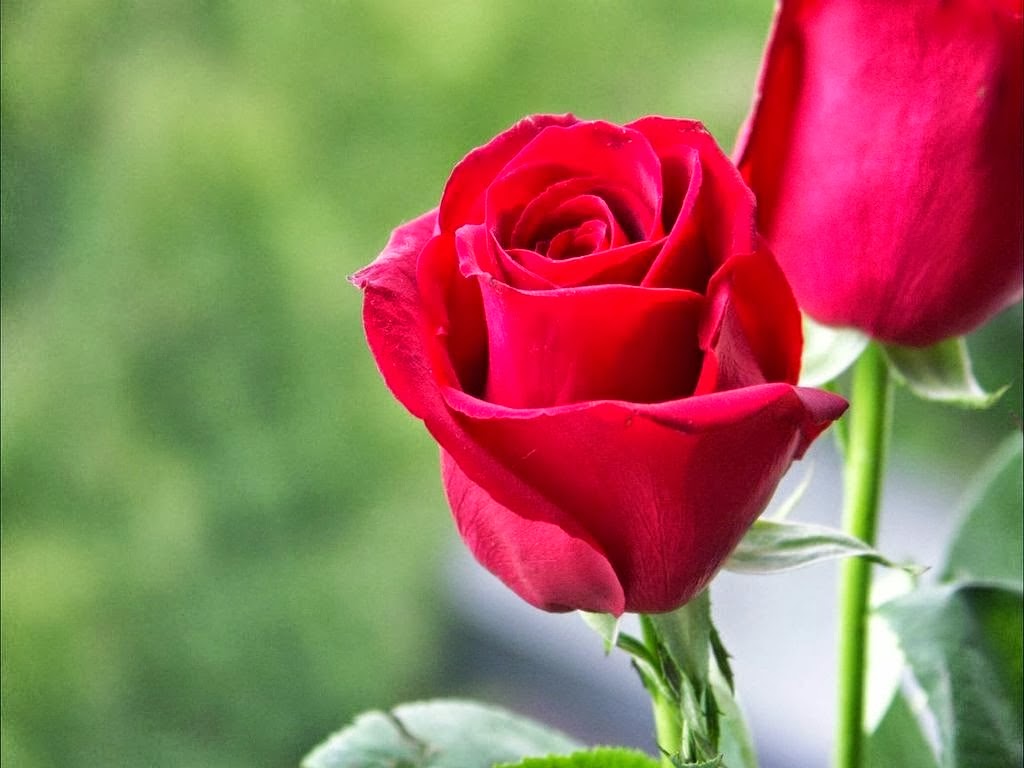 Cliserpudo Beautiful Single Red Rose Wallpaper Image