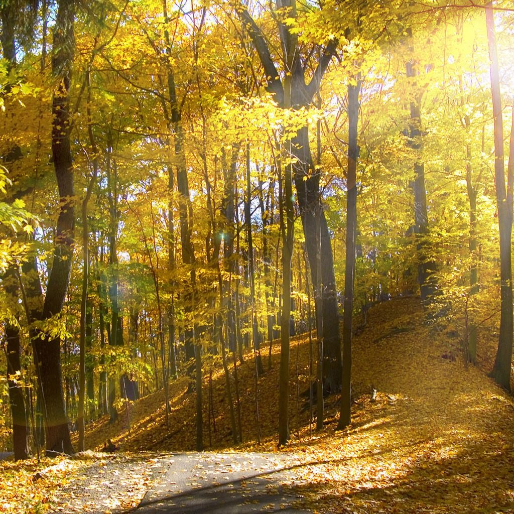 Sunny Autumn Forest download free wallpapers for iPad