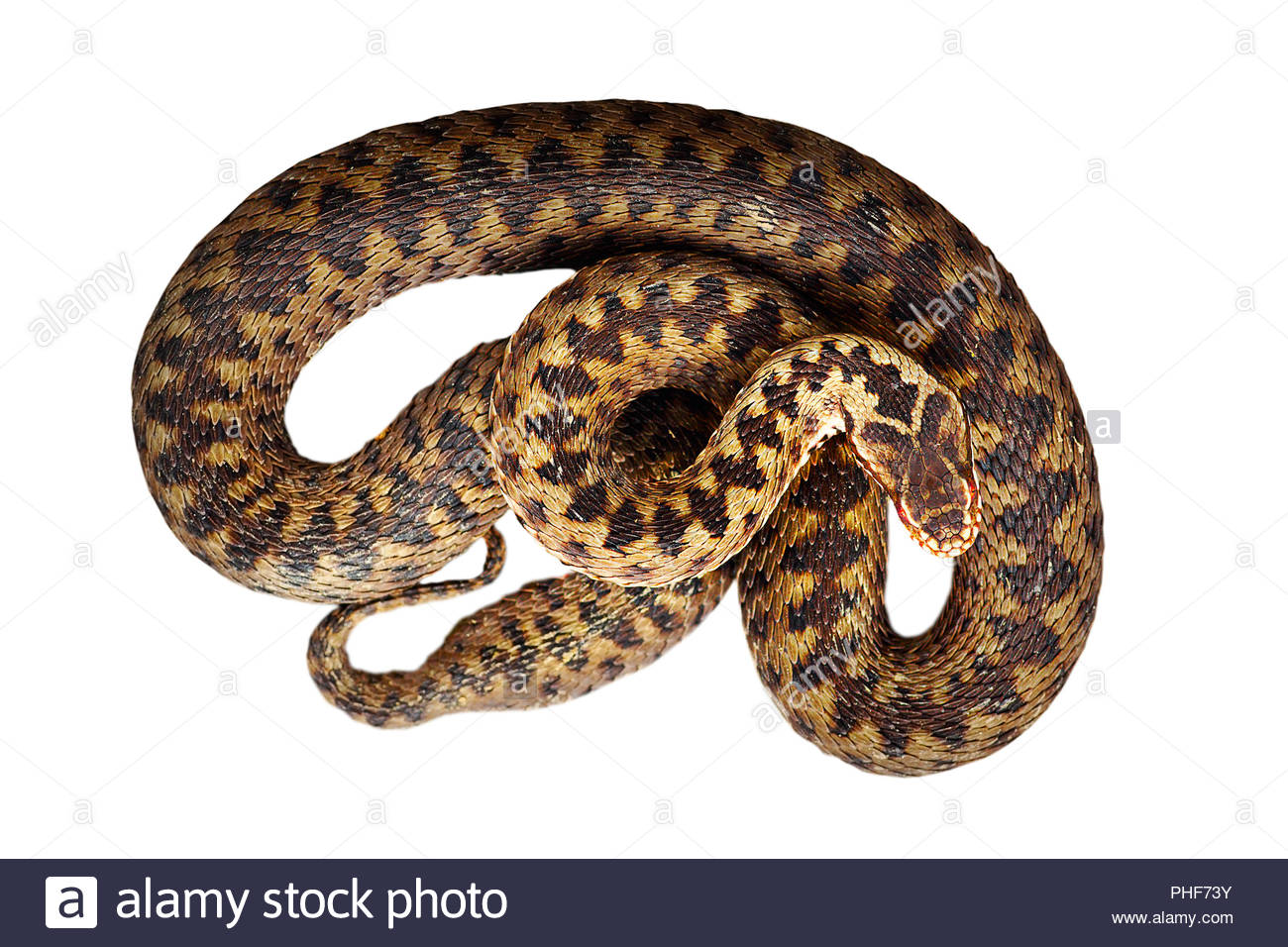 🔥 Free download beautiful common european adder isolated over white