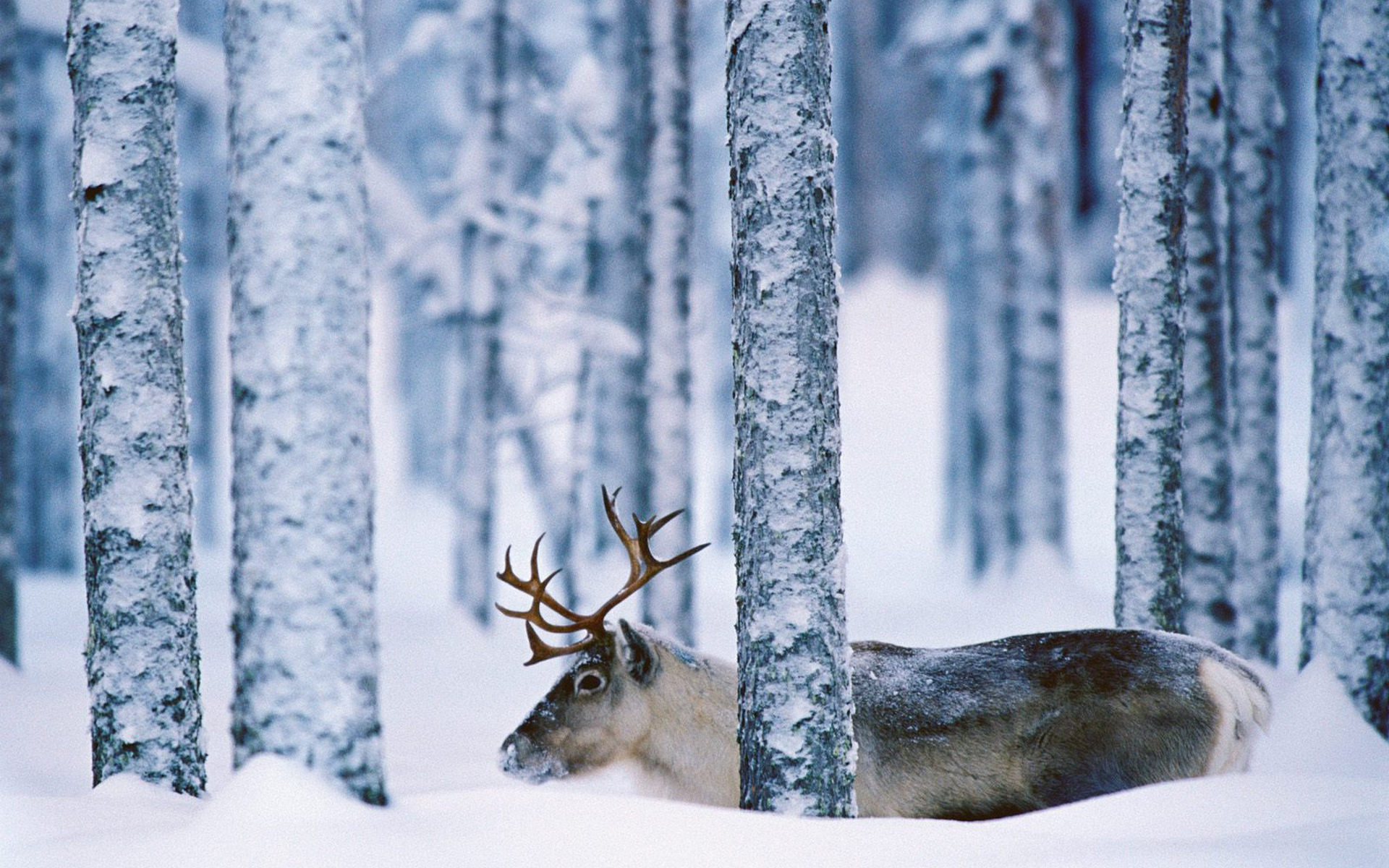 Wallpaper reindeer deer snow forest winter tree desktop wallpaper