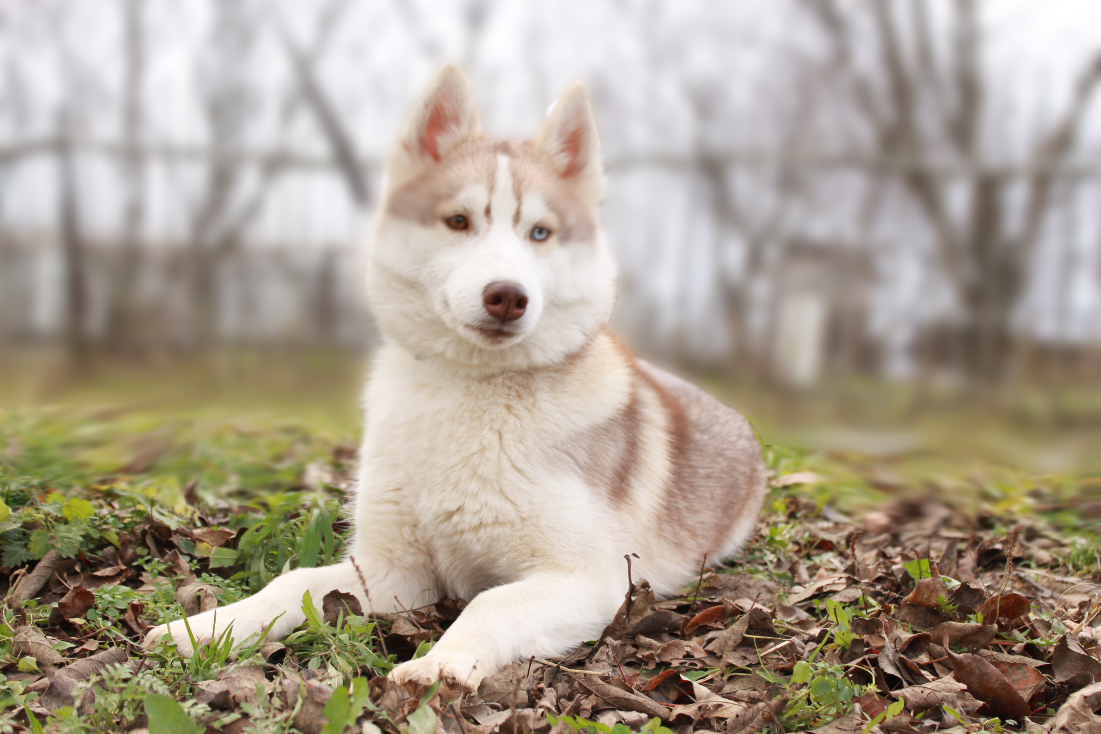 White Siberian Husky In The Yard Wallpaper And Image