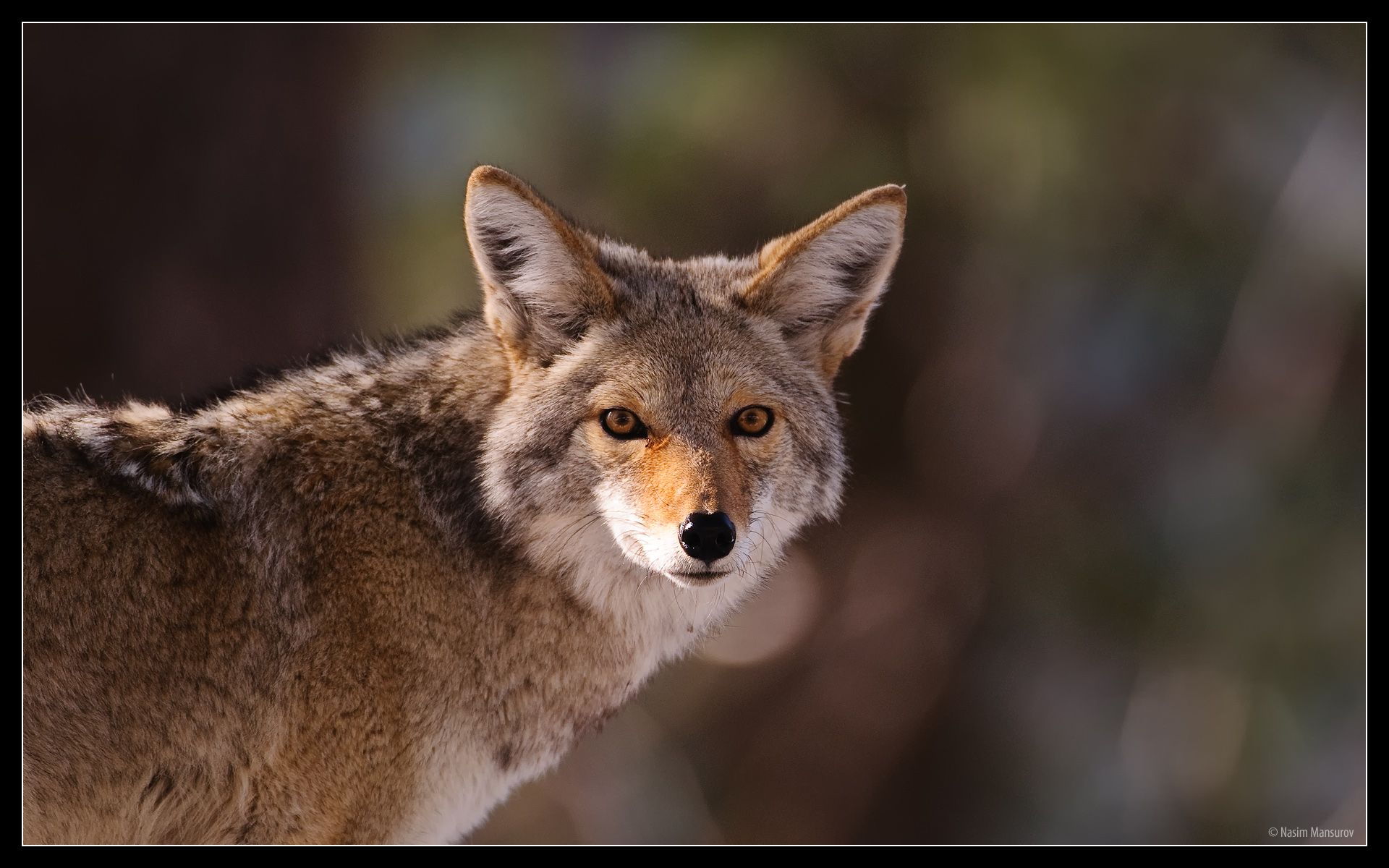Photography Animals House Paper Digital Wallpaper Coyote
