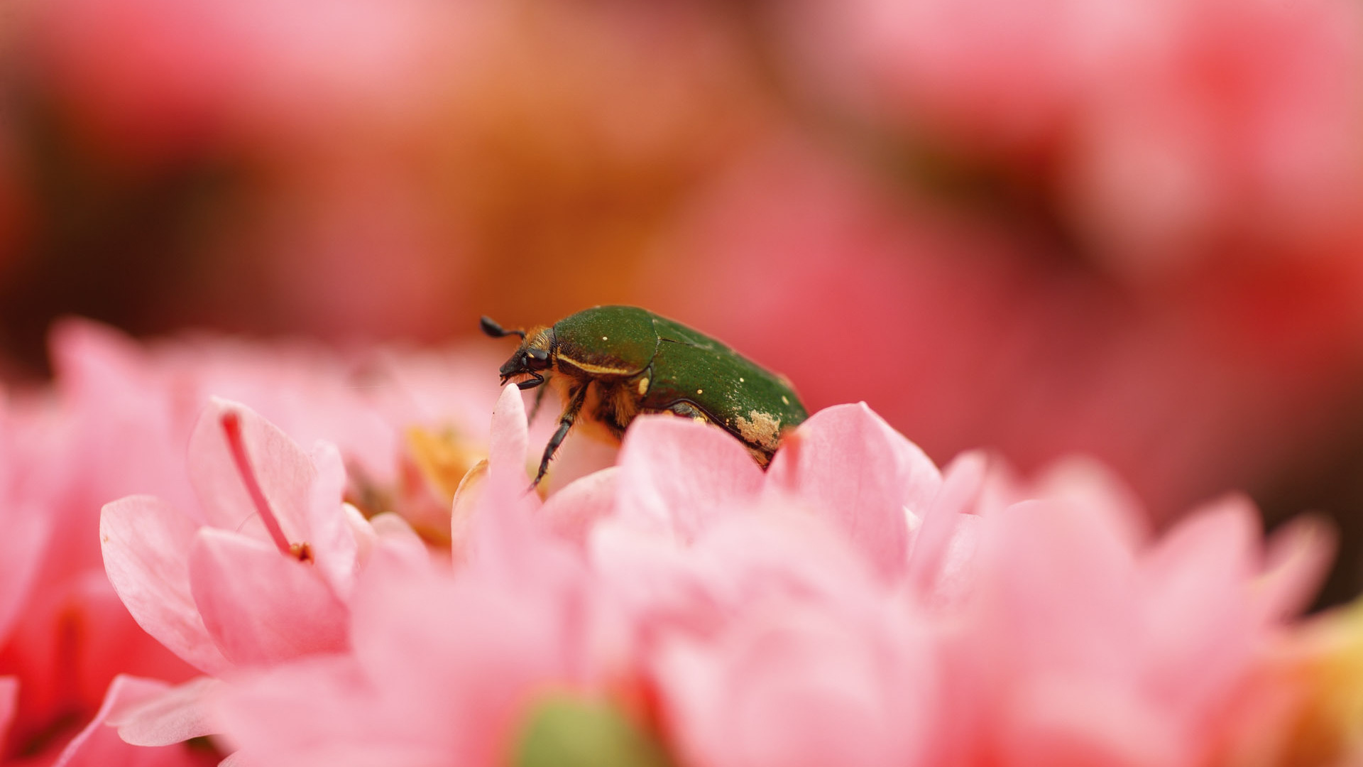Green Beetle On Pink Flower Wallpaper