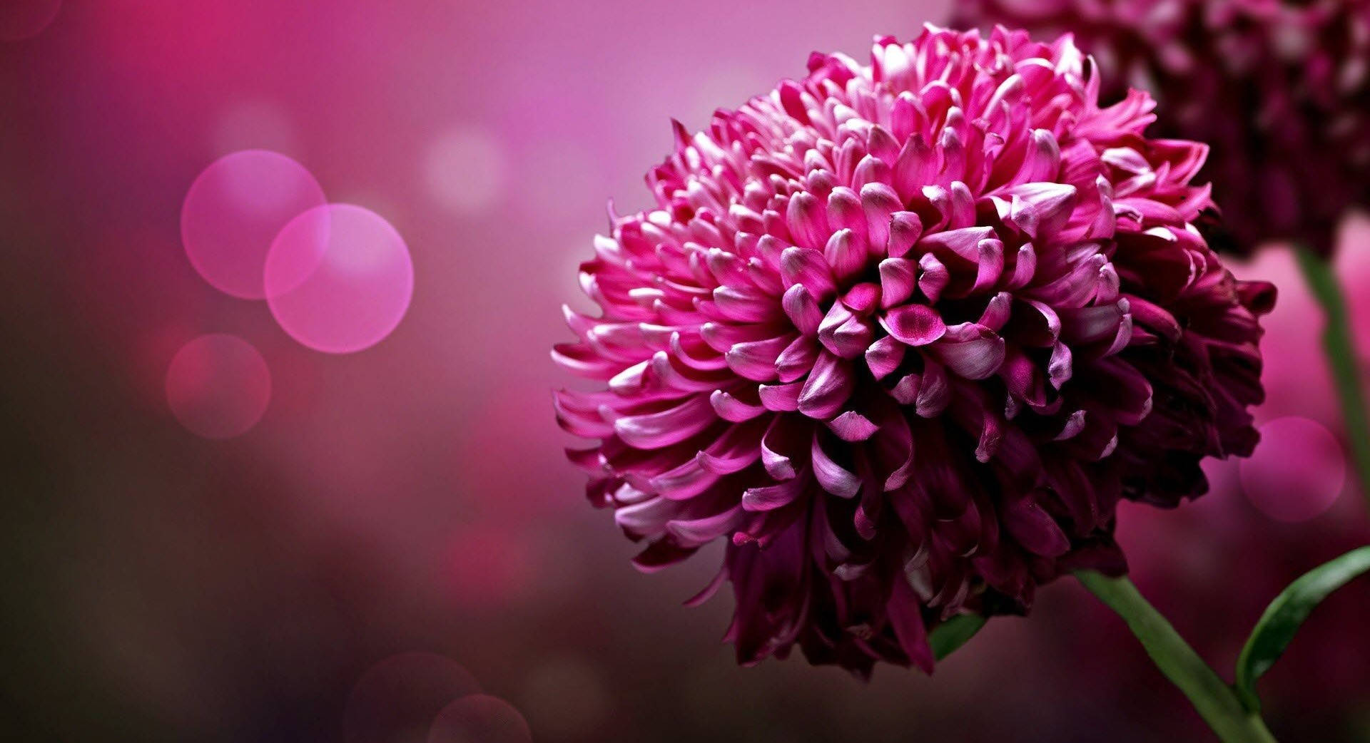 Purple Flower Desktop Wallpaper