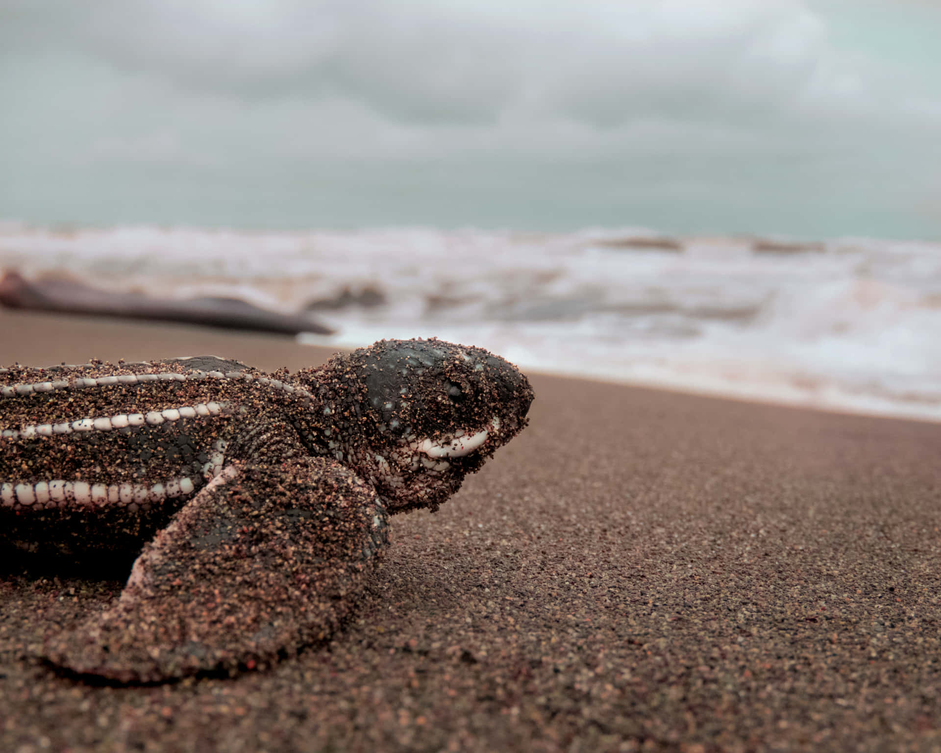 Baby Turtle Wallpaper