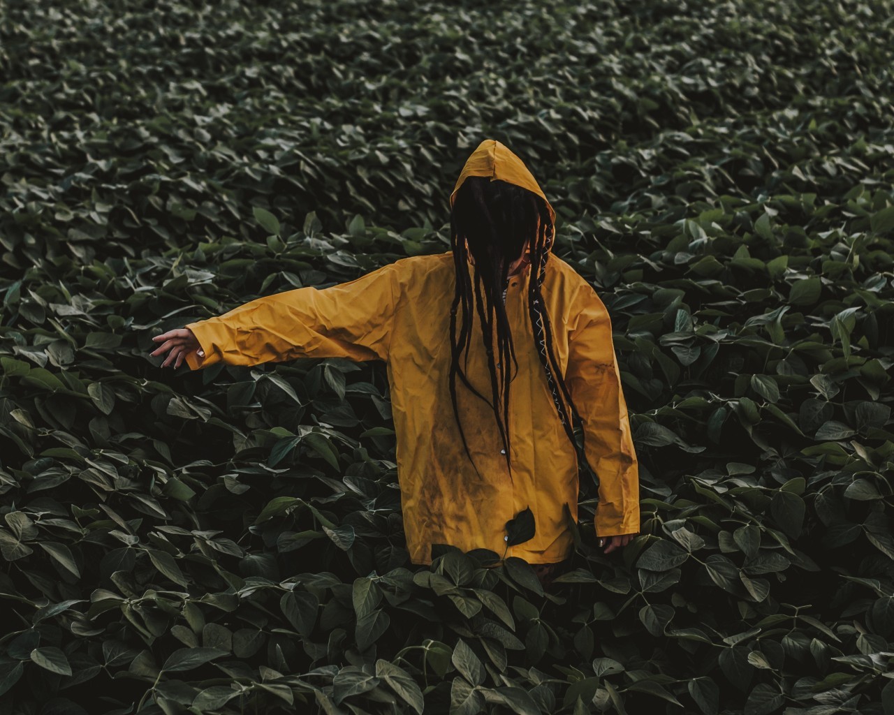 Hoodie Leaves Raincoat Green Wallpaper