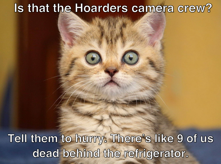 Lolcats Background Wallpaper
