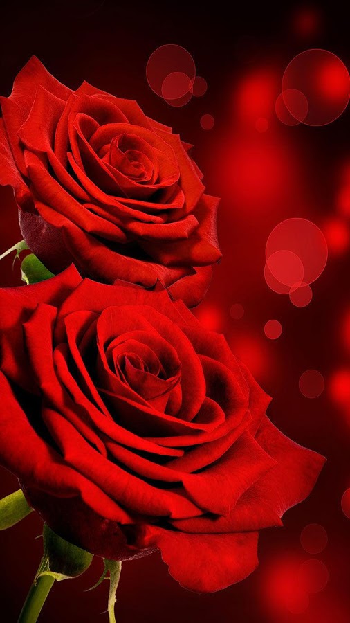 Beautiful red rose iPhone Android phone background lock HD phone wallpaper   Pxfuel