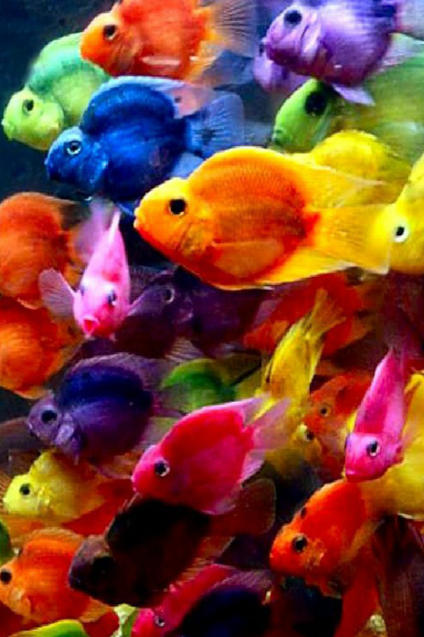 Fish Wallpaper Android Apps On Google Play