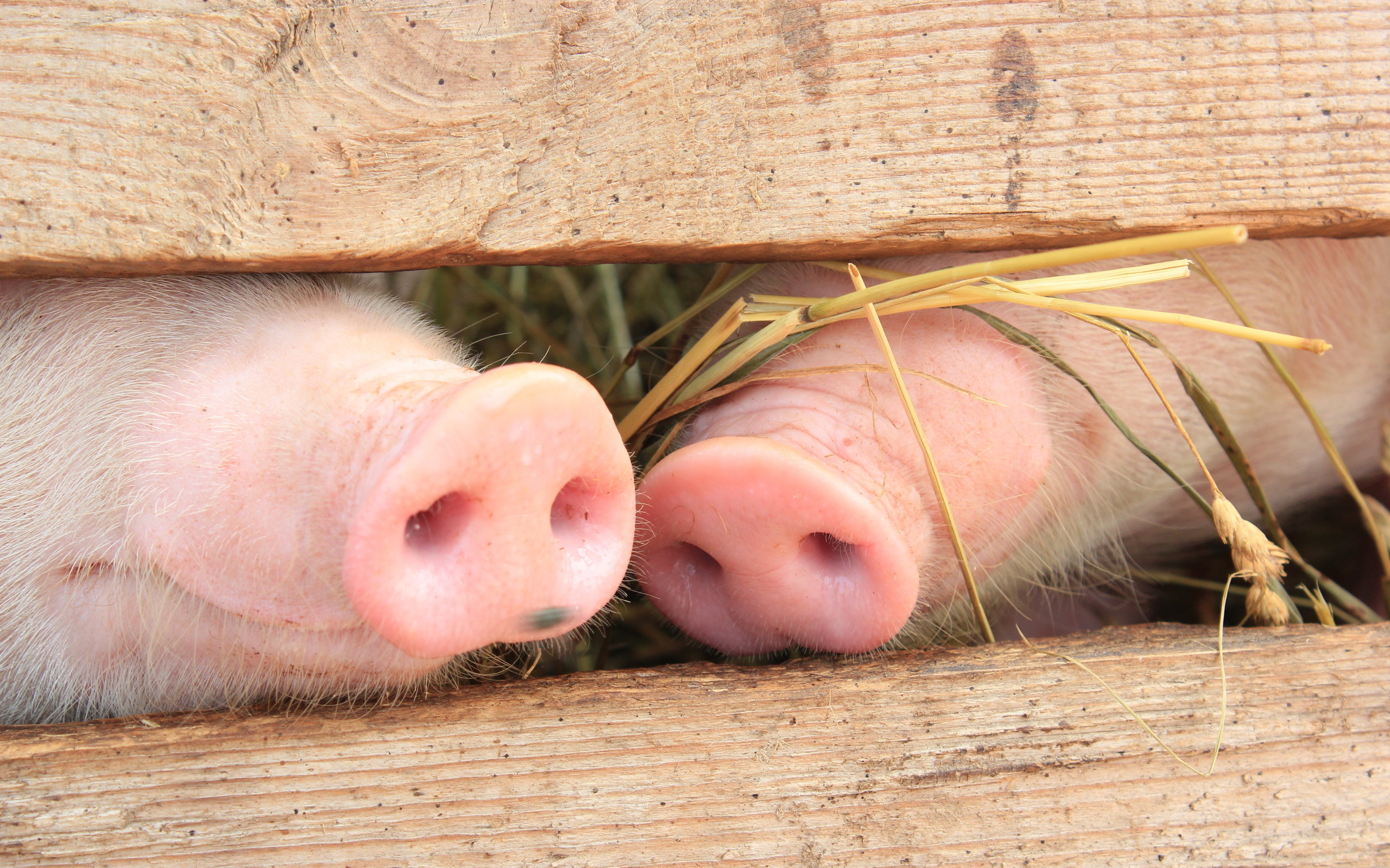 Animals Pig Noses Wallpaper Background