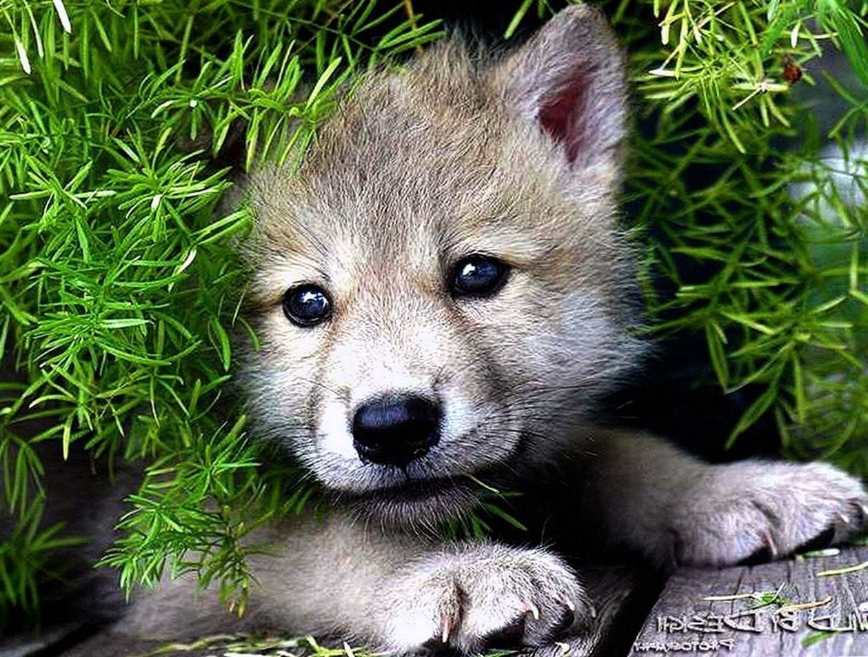 Baby Wolf Wallpaper Background Beautiful Best Available For