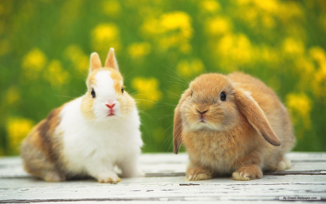 Bunnies   Bunny Rabbits Wallpaper 16437984