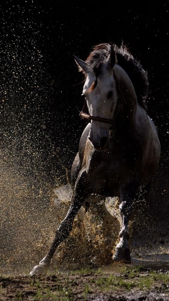 iPhone X Background 4k Horse Wallpaper