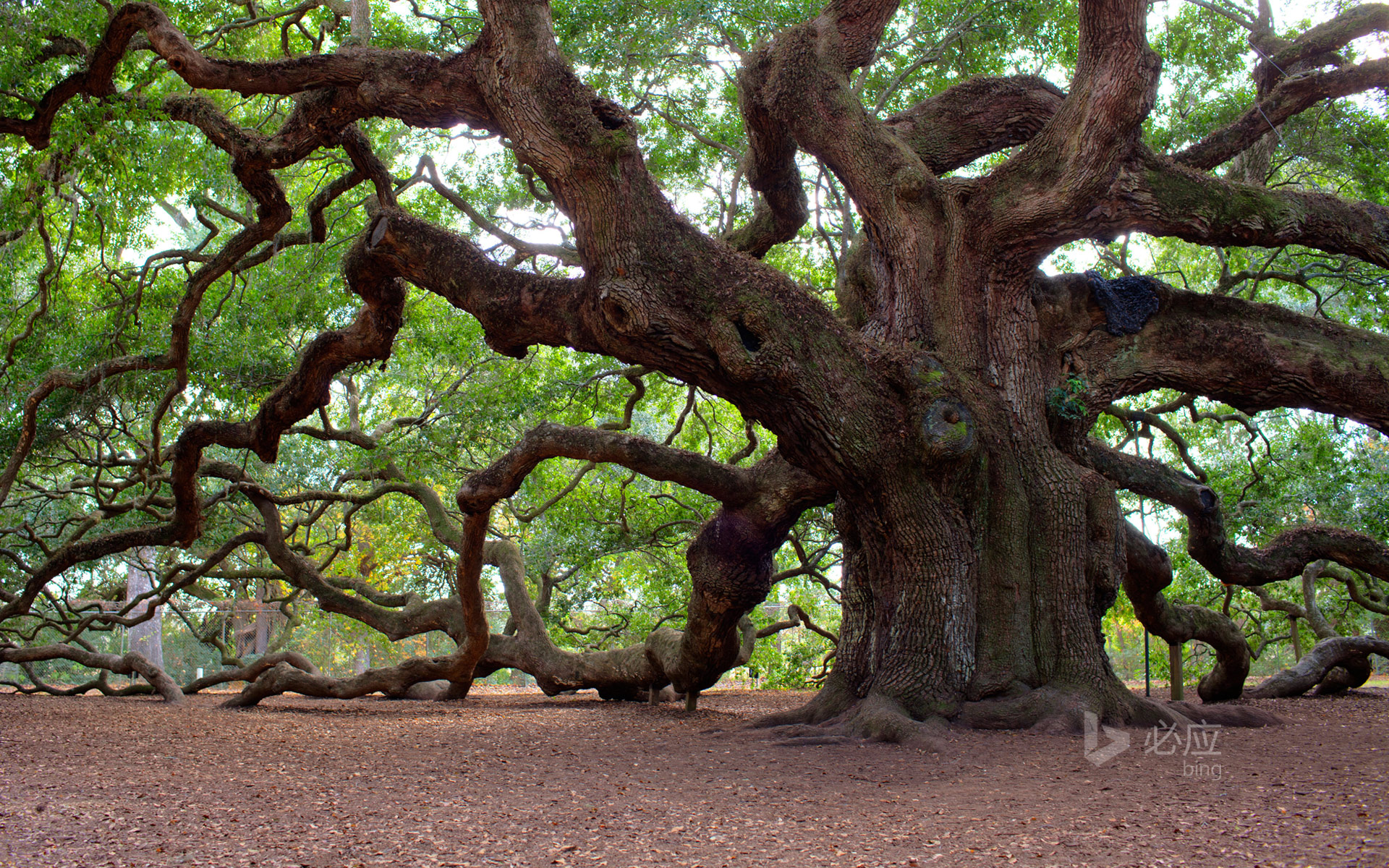 Angel Oak Tree Charleston South Carolina Hd Bing Wallpaper Archive