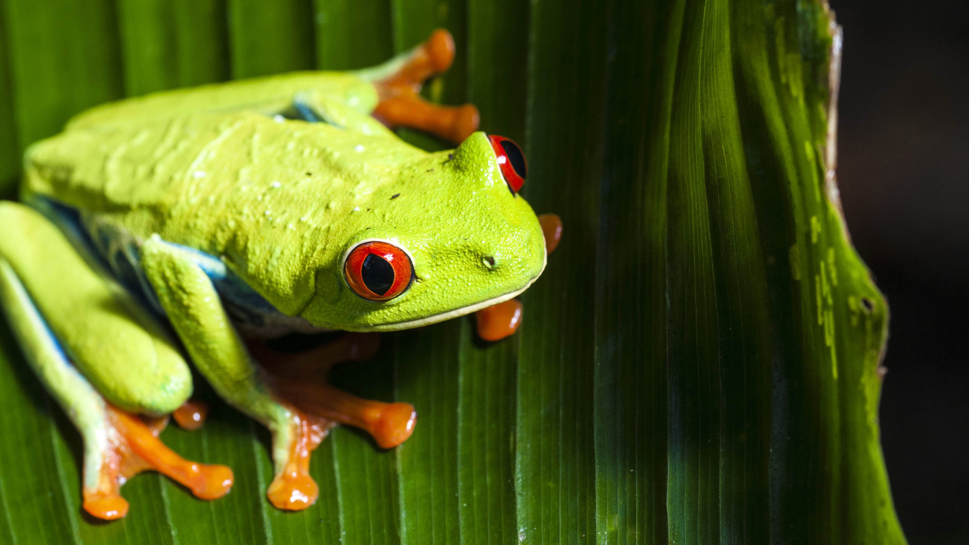 Green Frog with Red Eyes   3840x2160   4K 169 Ultra HD