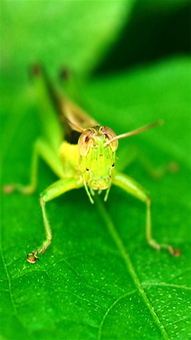 Green Grasshopper Animal iPhone Wallpaper S
