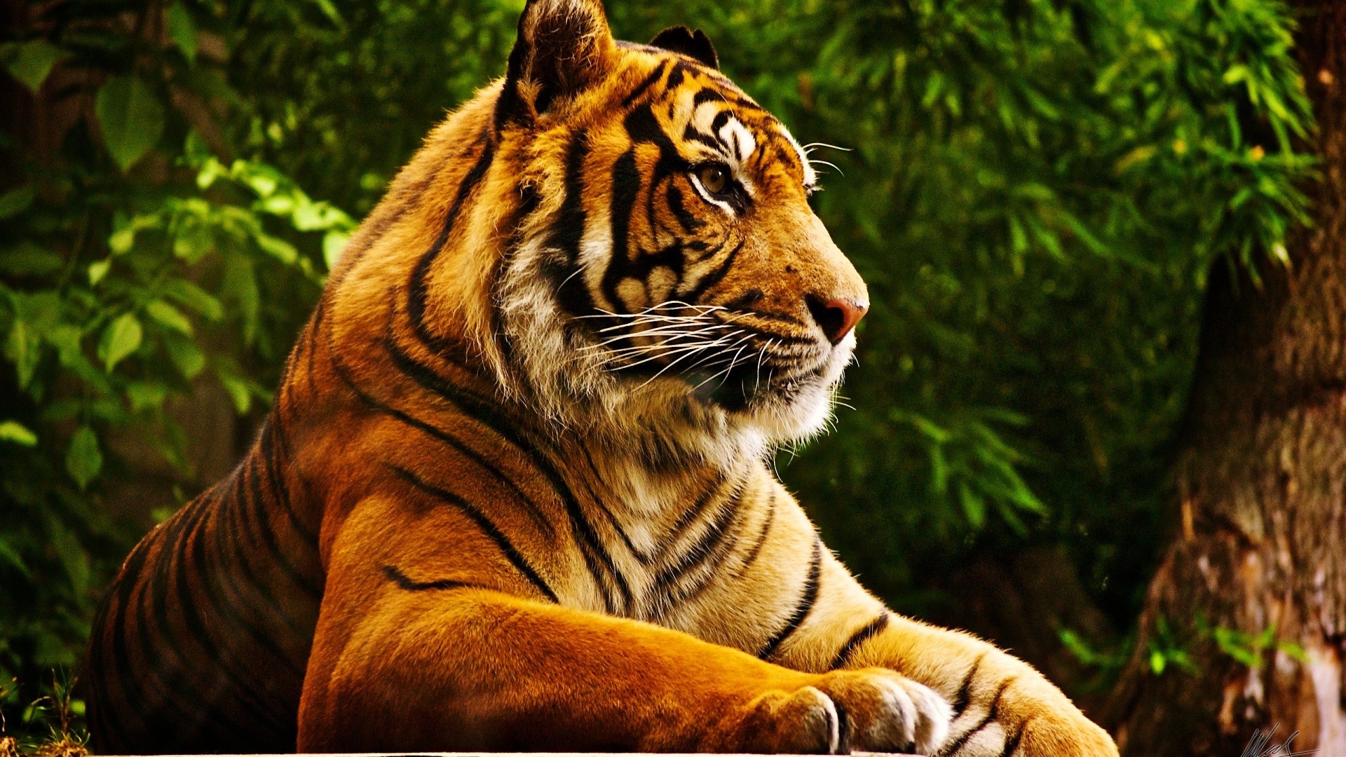 Tiger Desktop Pc And Mac Wallpaper