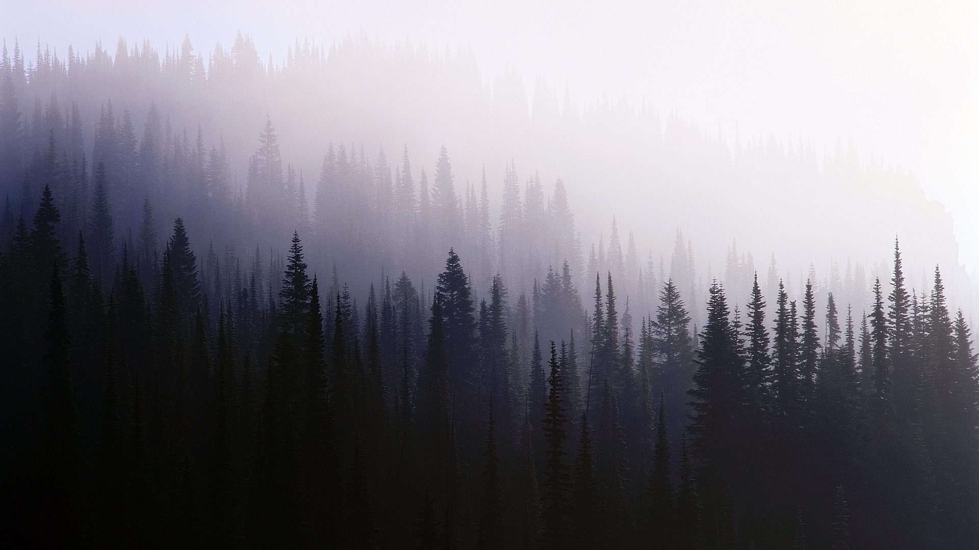 Foggy Forest Wallpaper 1080p Flip