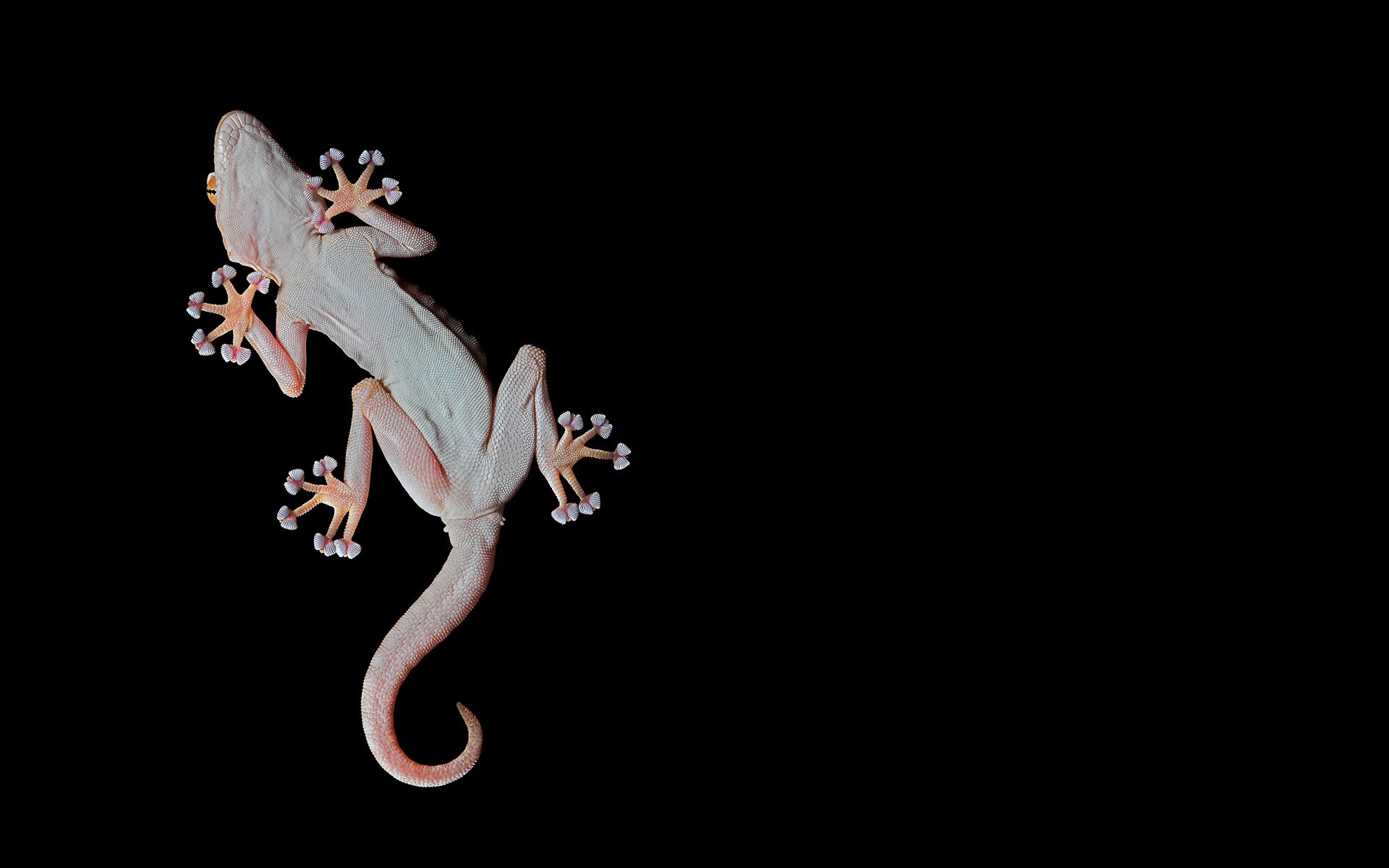 Gecko Puter Wallpaper Desktop Background Id