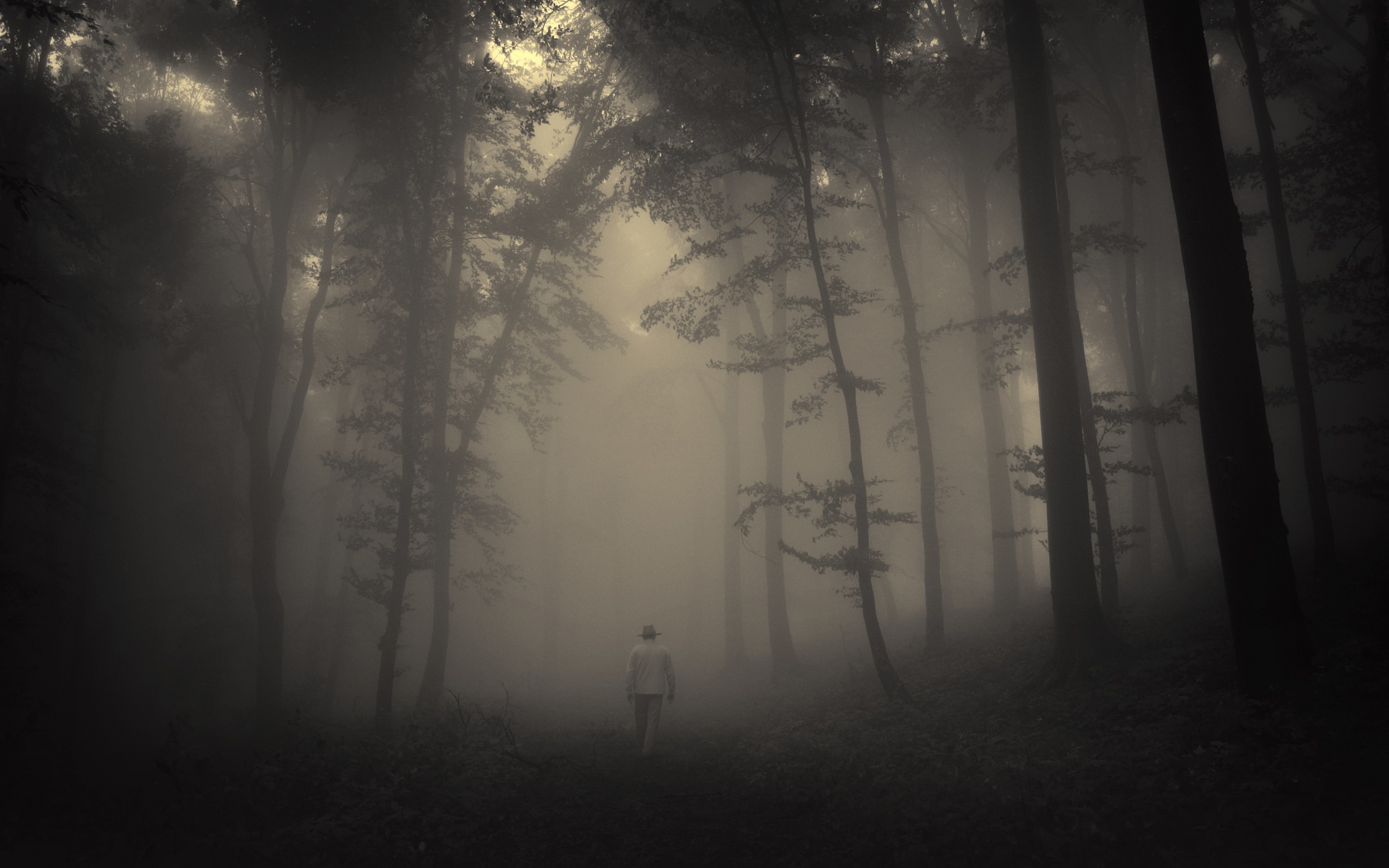 Forest Trees Creepy Nature Landscape Misty Lonely Old Man Road Mood