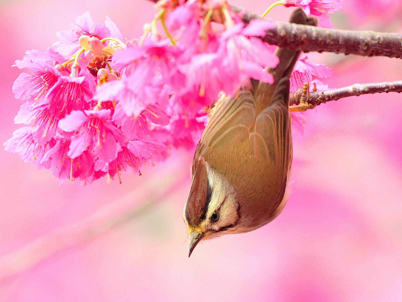 Bird And Flower Wallpaper Which Is Under The Birds