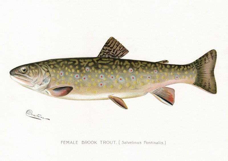  and pictures gift shop prints and pictures denton fish brook trout 800x565