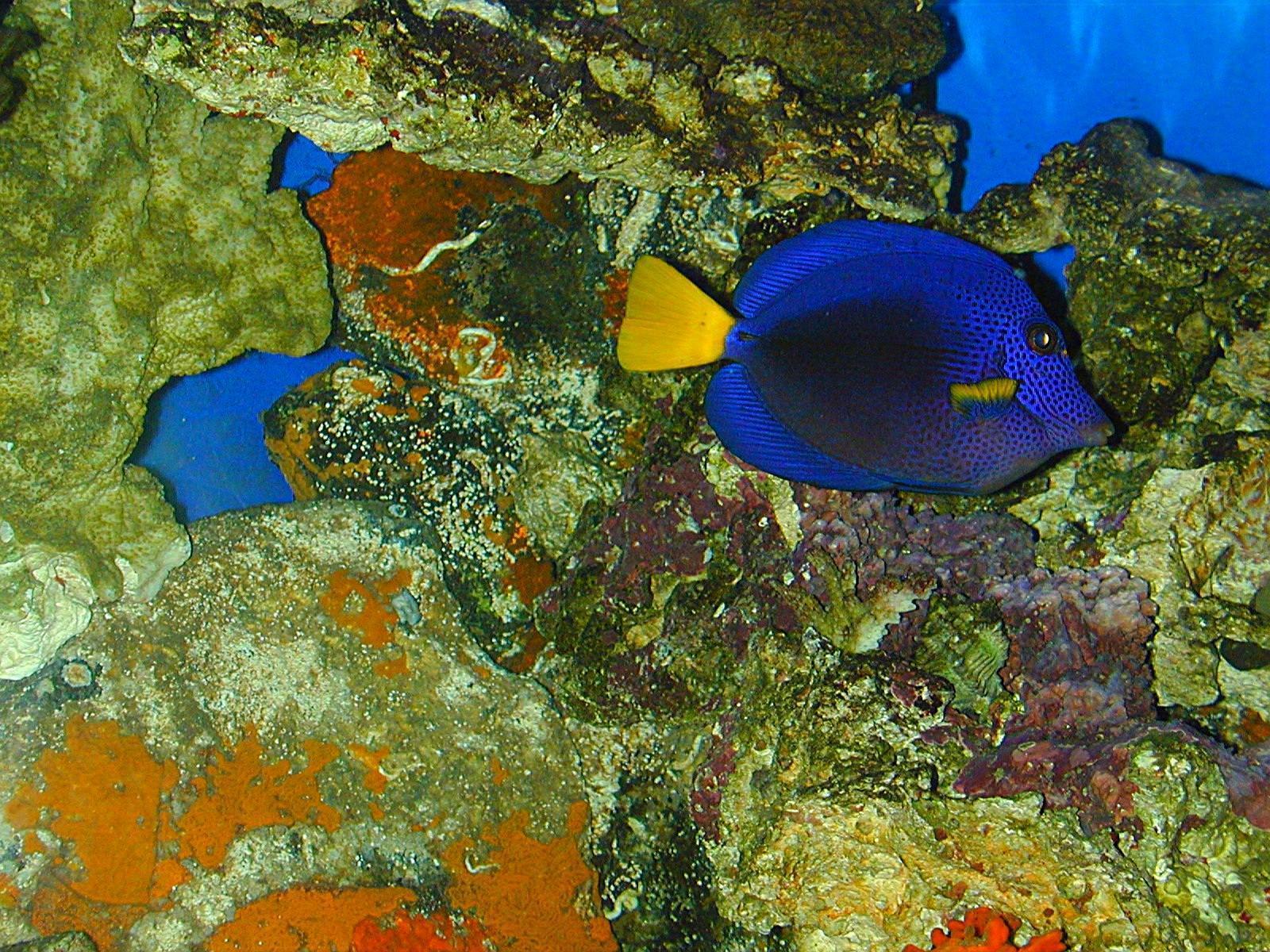 Pics Photos Tropical Fish Wallpaper