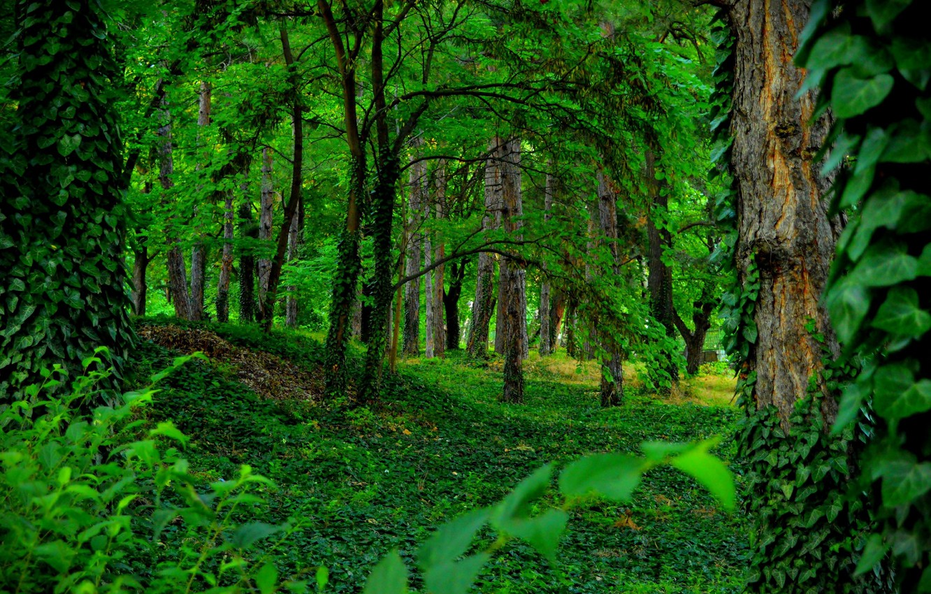 Wallpaper Greens Trees Forest Green Forest Trees images for