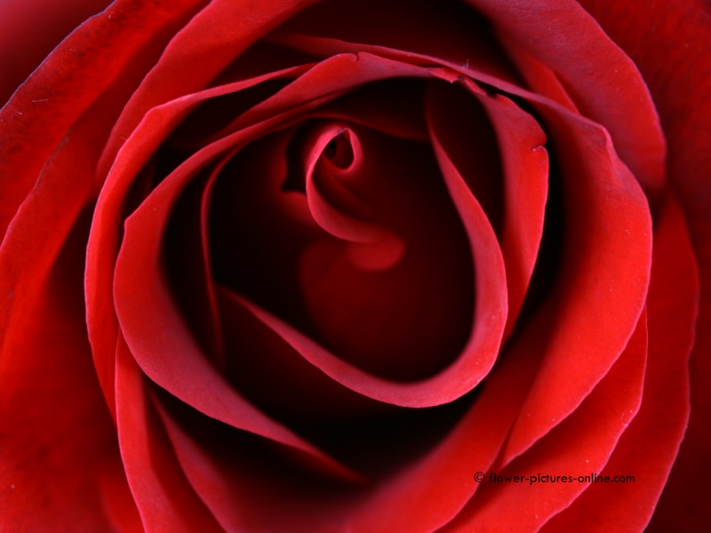Flowers Plas Red Rose Background