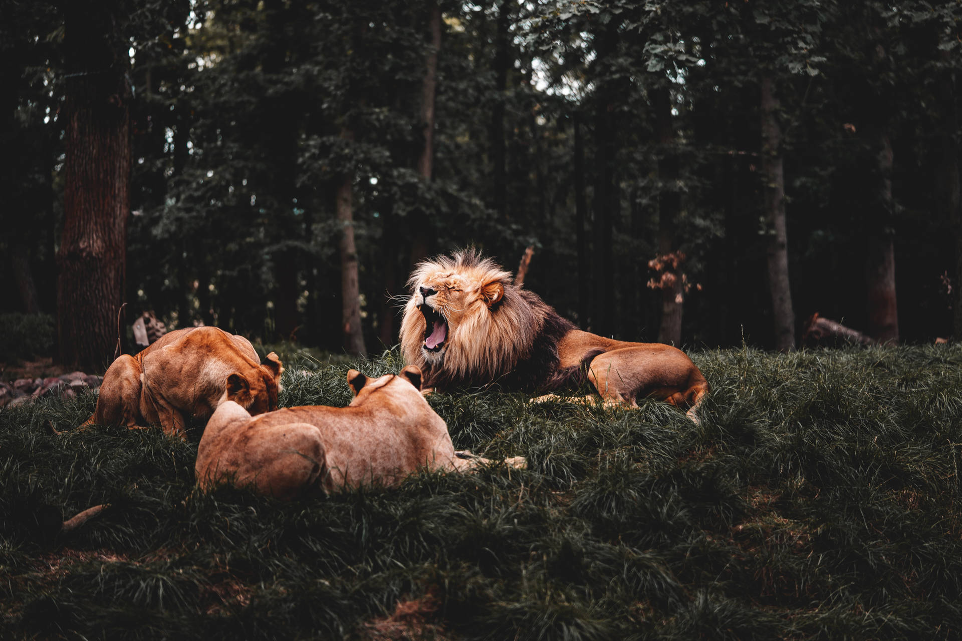 Angry Lion Wallpaper