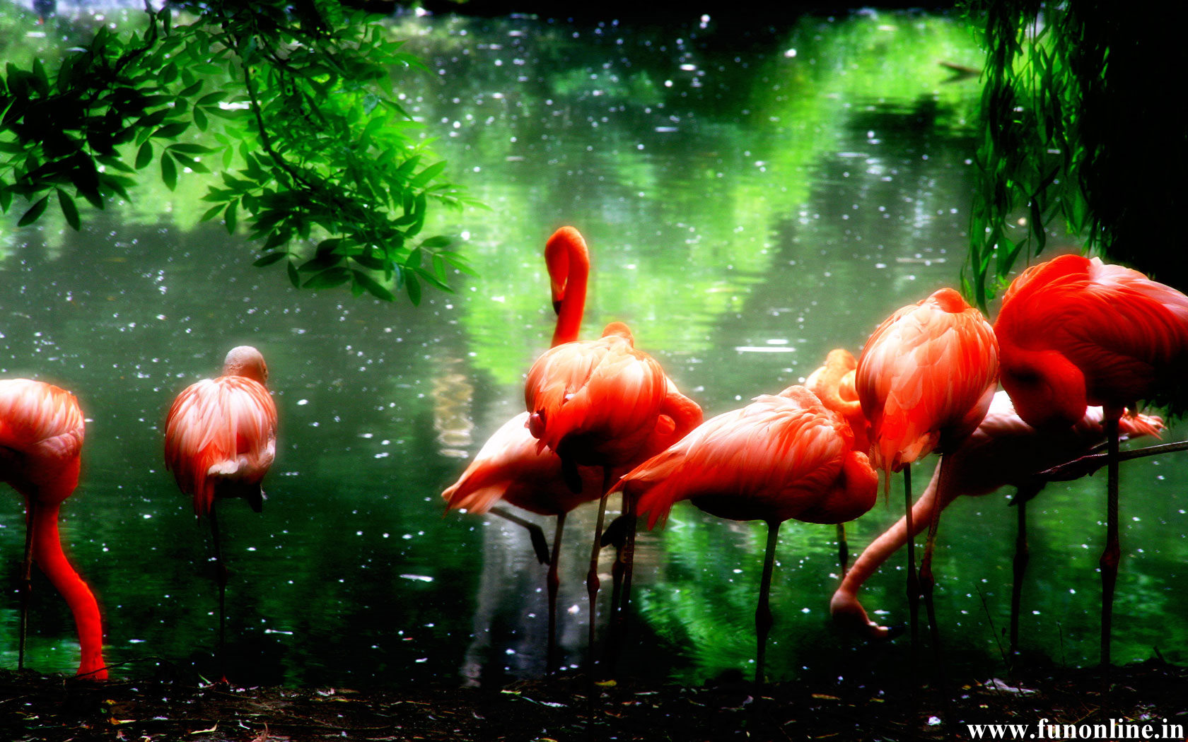 Flamingo Wallpaper Caribbean Flamingos HD