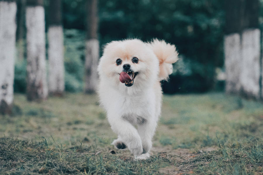 White Pomeranian Dog Running Wallpaper